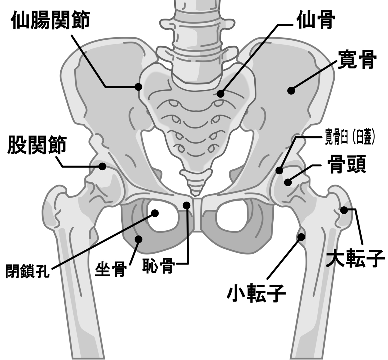 腰痛,骨盤,仙腸関節