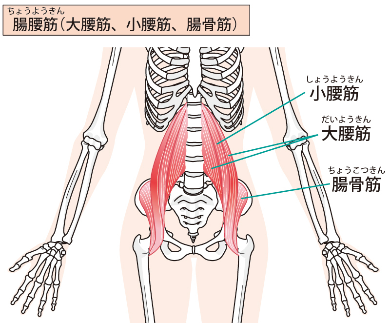 腰痛,仰向けで寝ると痛む筋肉