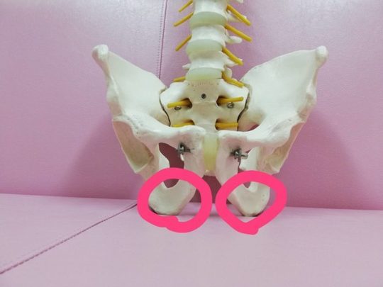 骨盤の坐骨の位置を指し示す
