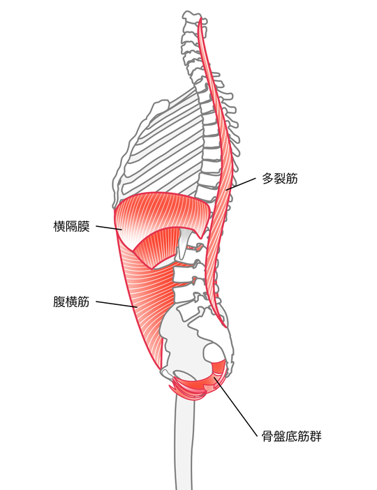 深層筋,猫背,姿勢